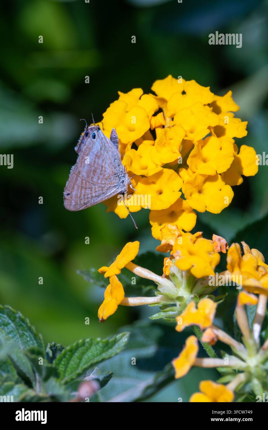 Papillon bleu pois (Leptotes pirithous) se nourrissant sur des fleurs de lantana, mer Rouge, Égypte. Banque D'Images