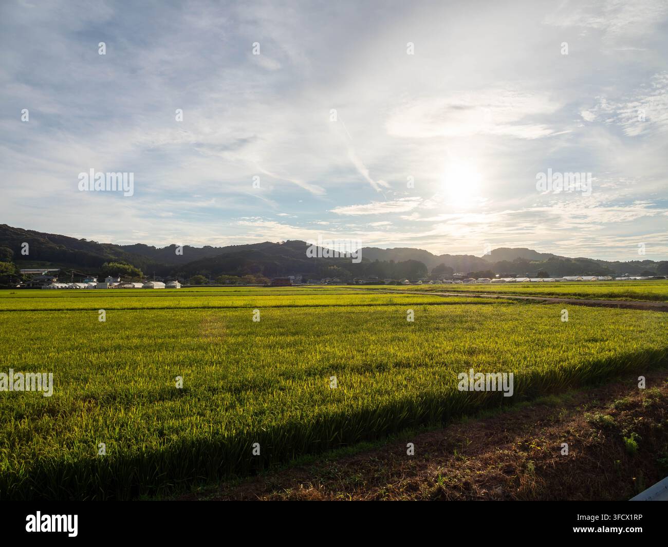Champ de riz à Yamada, Fukuroi, Shizuoka, Japon, photographié par une soirée claire, le 28 août 2026 Banque D'Images
