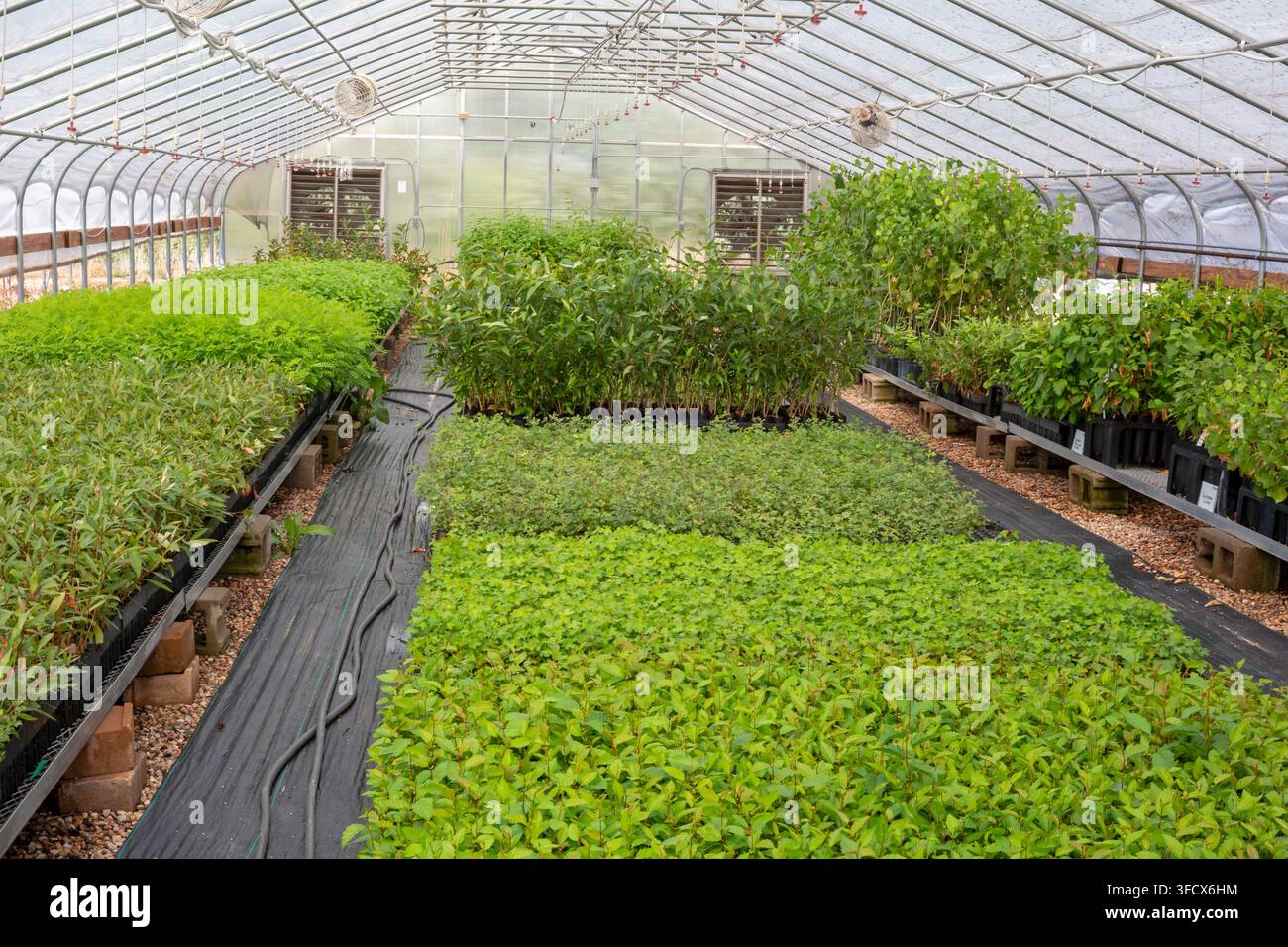 Loveland, Colorado – OneCanopy, une pépinière, cultive des plants indigènes pour restaurer les forêts des montagnes Rocheuses endommagées par les incendies de forêt, les maladies ou les insectes. Banque D'Images