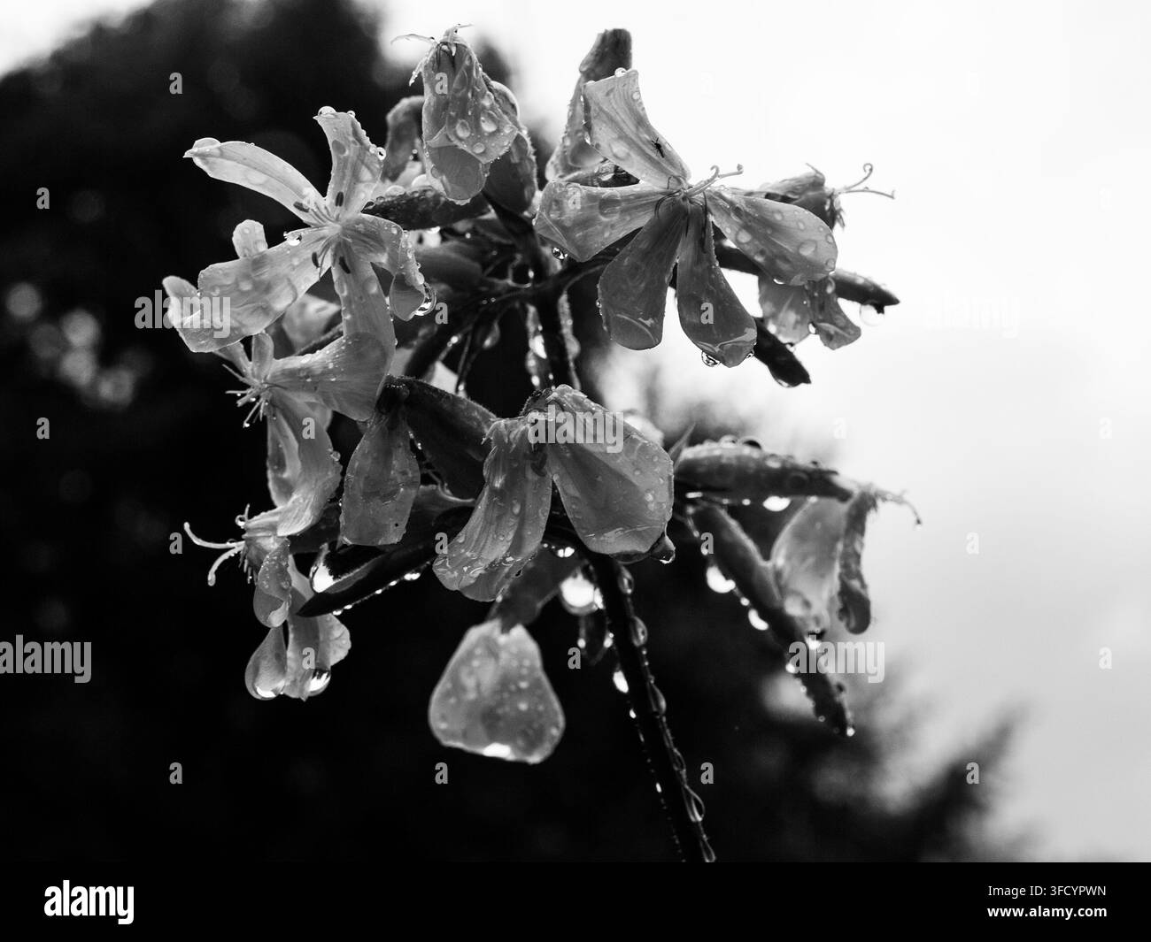 Close-up monochrome de délicates fleurs sauvages ornées de gouttes de pluie scintillantes, capturant la beauté sereine et naturelle d'une journée de pluie. Banque D'Images