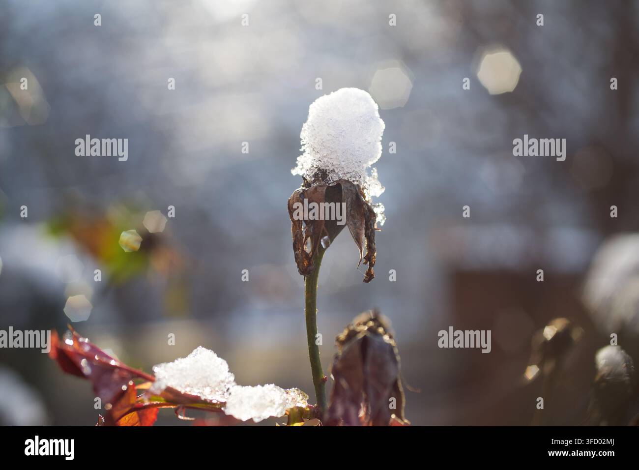 Vue rapprochée d'un bouton de rose flétri recouvert de neige blanche fraîche en hiver, avec une tige gelée et un arrière-plan naturel flou avec un doux bokeh hi Banque D'Images