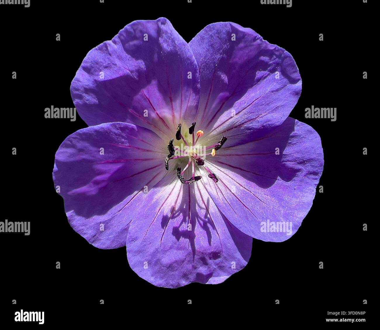 Géranium sanguin (Geranium sylvaticum bois) Banque D'Images