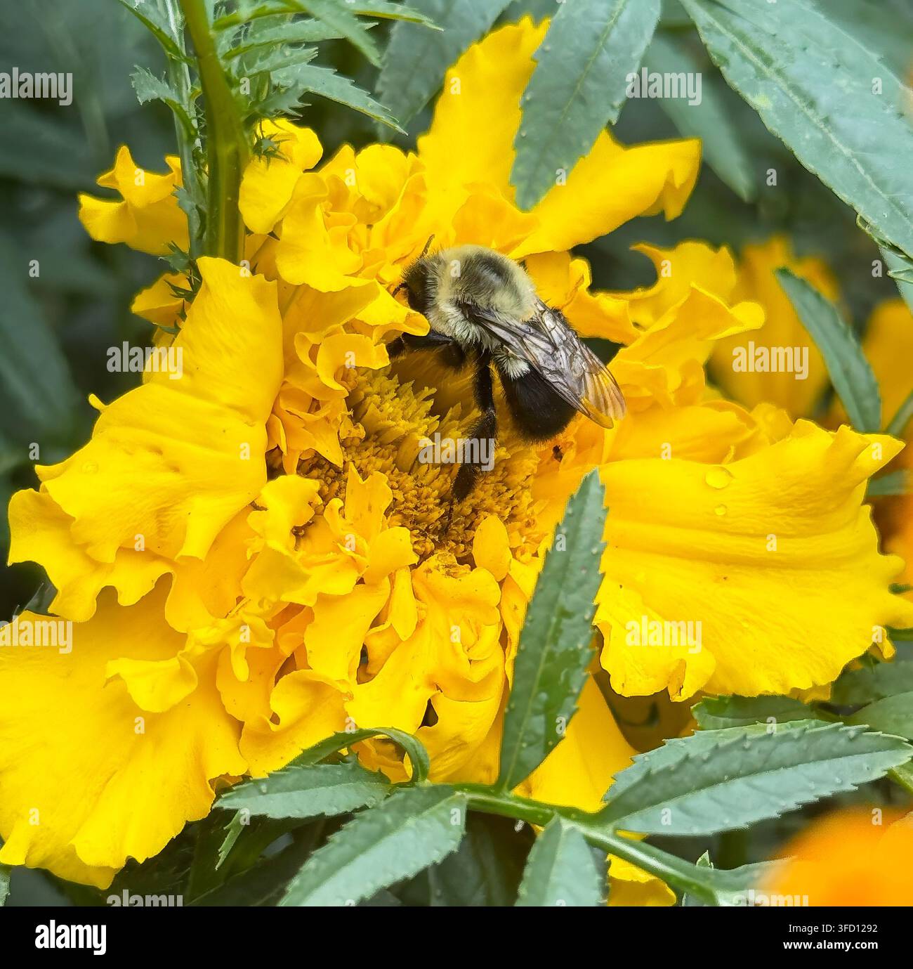 Grande bourdon (Bombus sp.) butinant sur un souci orange vif, les paniers à pollen visibles alors qu'il travaille à travers les fleurs du disque. Les populations de bourdons sont Banque D'Images