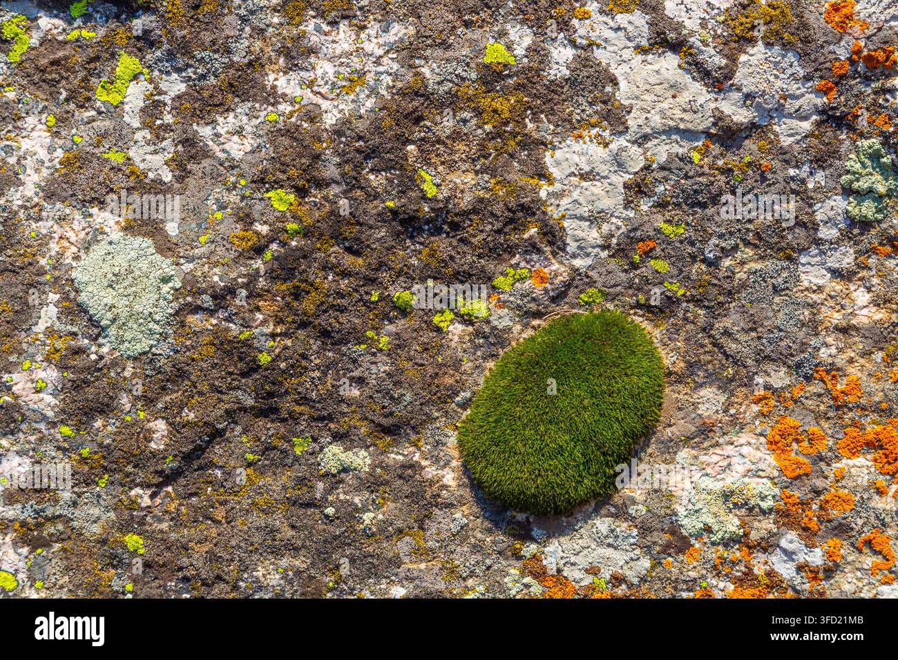 Photographie macro détaillée capturant une surface rocheuse texturée ornée de lichens vibrants et d'une touffe de mousse verte. Les couleurs et motifs complexes cr Banque D'Images