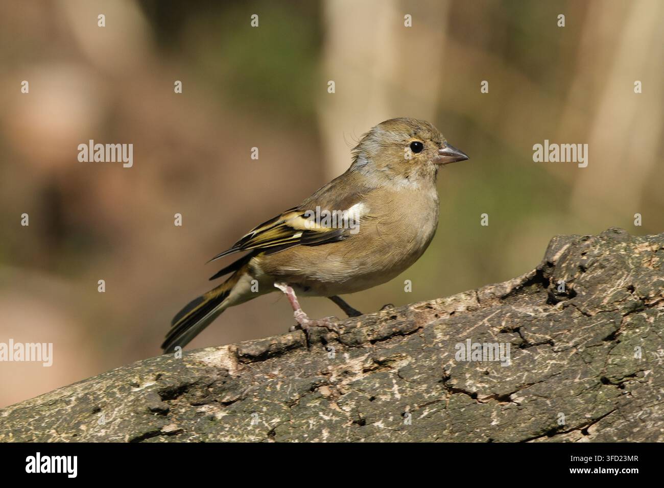Macro détaillée d'un pinson mâle eurasien affichant des plumes colorées sur une écorce d'arbre texturée Banque D'Images