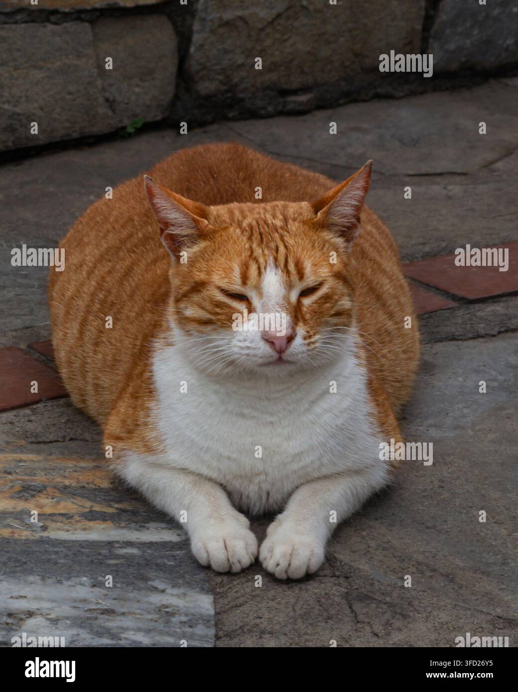 Chat endormi roux et blanc reposant sur un pavé en pierre Banque D'Images