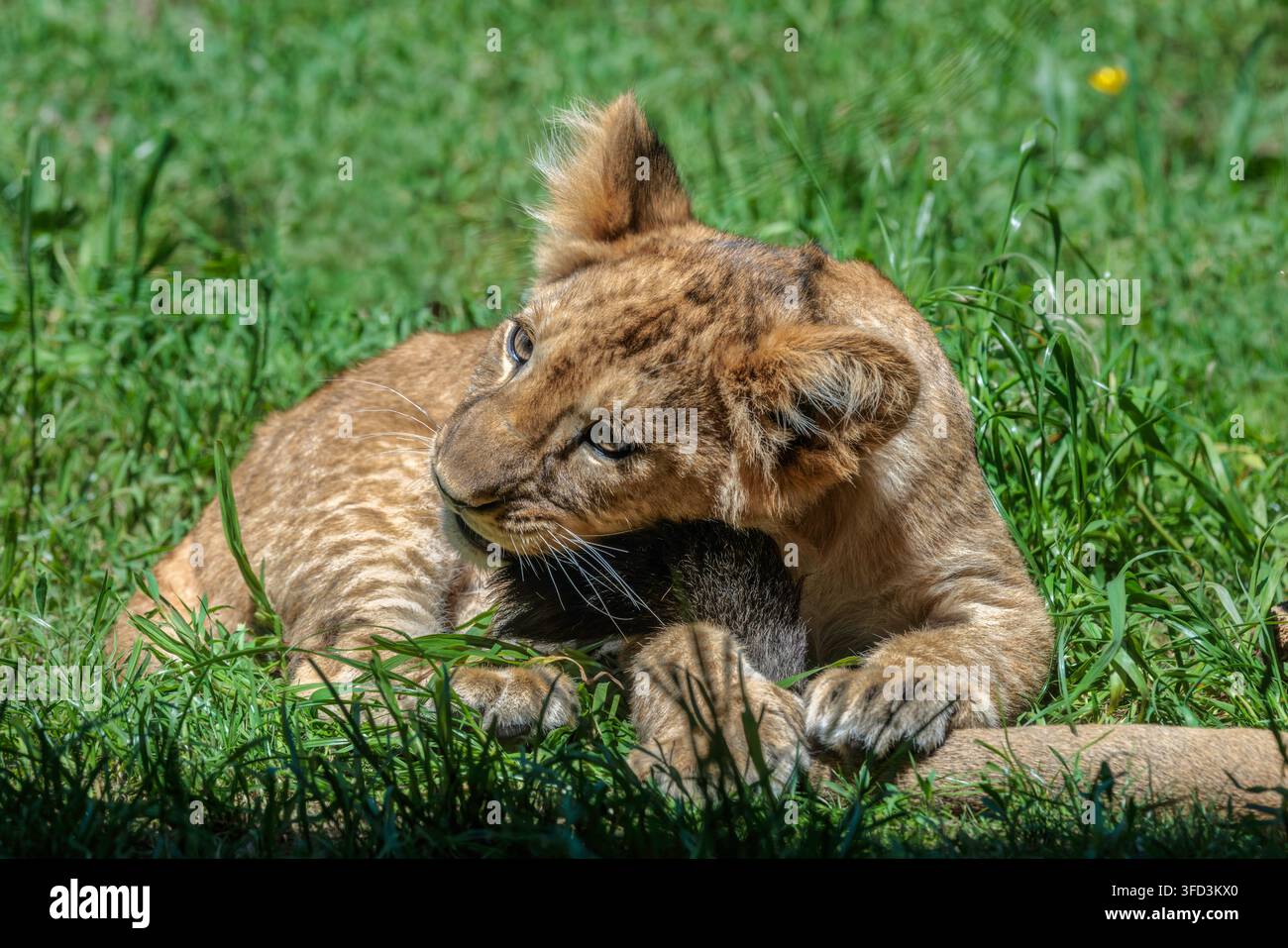 Le lion est souvent simplement appelé lion africain, mais il existe en réalité des lions dans d’autres pays. Banque D'Images