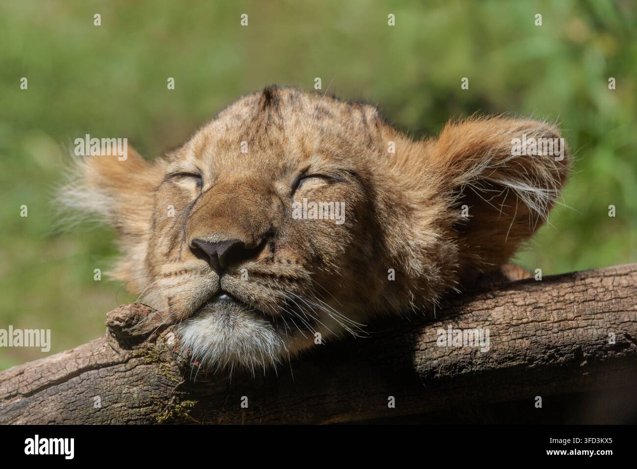 Le lion est souvent simplement appelé lion africain, mais il existe en réalité des lions dans d’autres pays. Banque D'Images