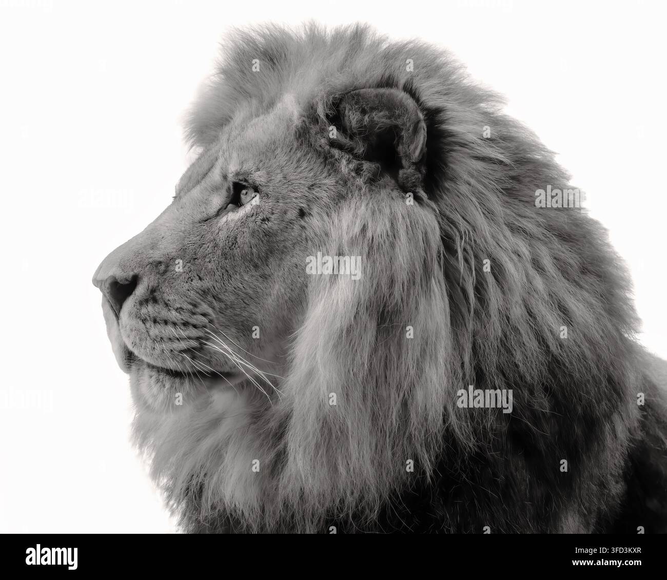 Le lion est souvent simplement appelé lion africain, mais il existe en réalité des lions dans d’autres pays. Banque D'Images