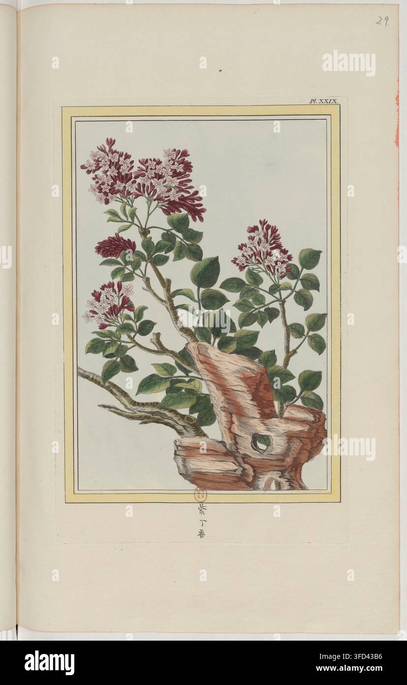 Une illustration botanique de 1776 tirée de "Collection précieuse et enluminée des fleurs les plus belles et les plus curieuses", éditée par Pierre-Joseph Buc'hoz, présentant des plantes à fleurs dans un style naturaliste, avec des feuilles et des branches, sur un fond uni. Banque D'Images