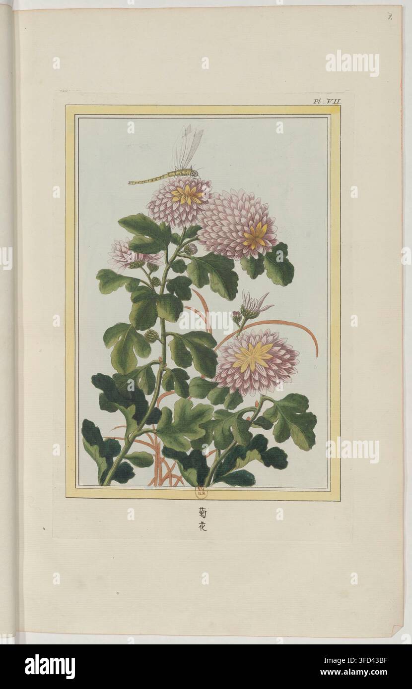 Une illustration botanique de 1776 représentant des chrysanthèmes et une libellule, dirigée par Pierre-Joseph Buc'hoz, un éditeur et scientifique français. Banque D'Images
