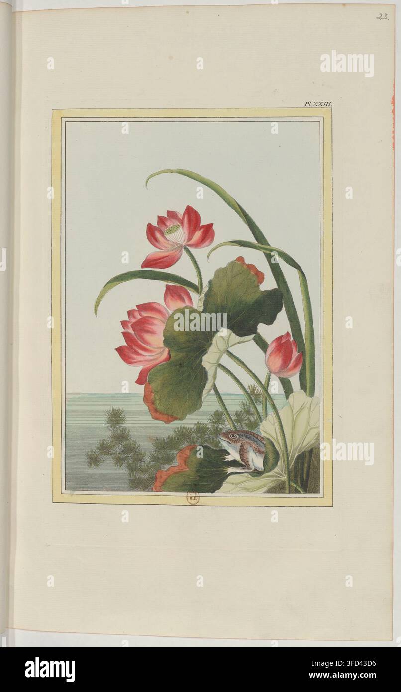 Une illustration botanique de fleurs et de feuilles de lotus de 1776, dirigée par Pierre-Joseph Buc'hoz, un éditeur et scientifique français. Banque D'Images