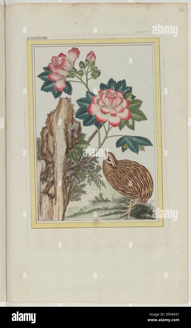 Une illustration botanique détaillée tirée de "Collection précieuse et enluminée des fleurs les plus belles et les plus curieuses", un ensemble dirigé par Pierre-Joseph Buchoz, représentant une plante fleurie aux fleurs roses et blanches ainsi qu'un petit oiseau, publiée en 1776. Banque D'Images