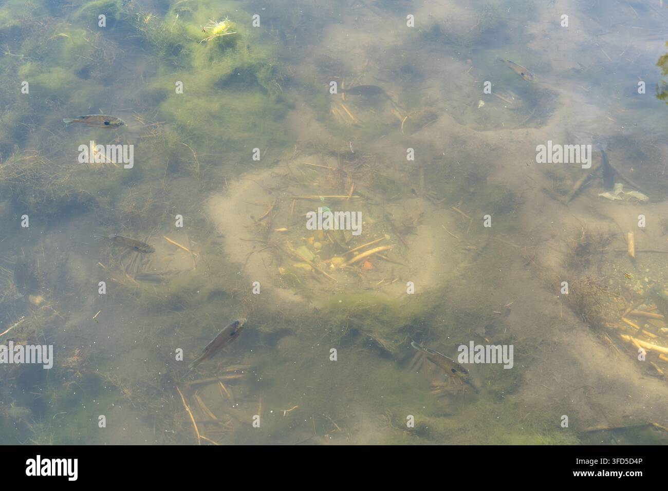 Plusieurs petits poissons d'eau douce nageant dans une eau peu profonde de bassin avec des plantes aquatiques, des algues et des sédiments naturels visibles sous la surface. Banque D'Images