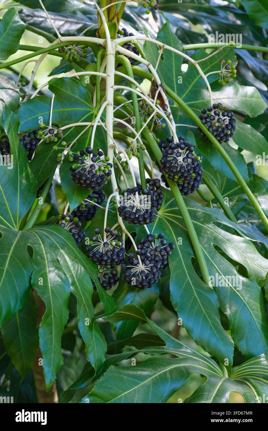 Fatsia japonica, aralie japonaise, baies bleu-noir foncé ou violet-noir à la fin de l'hiver Banque D'Images