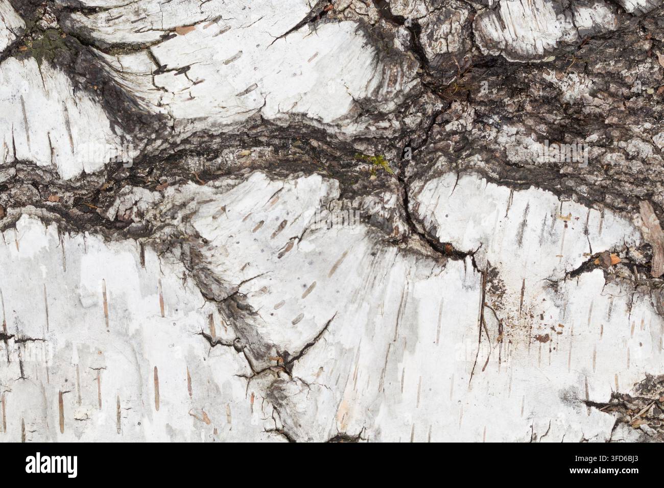 Close-up d'écorce de bouleau blanc avec des fissures sombres et des motifs naturels Banque D'Images