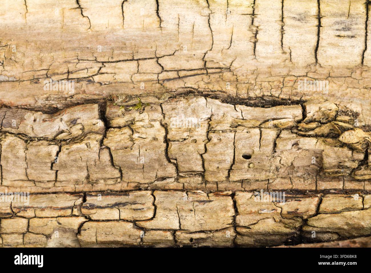 Close-up d'écorce d'arbre érodée avec fissures et motifs naturels Banque D'Images