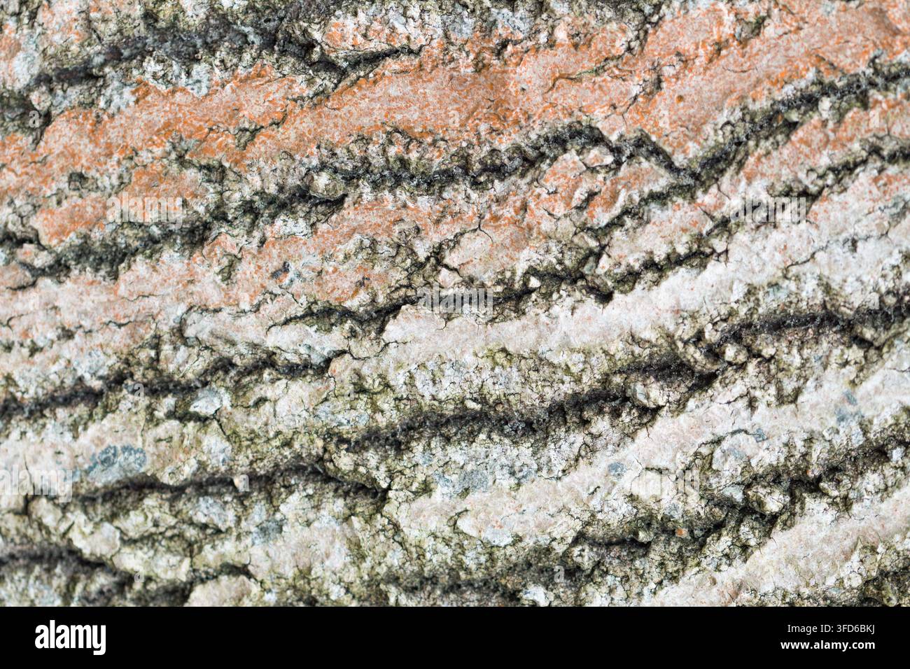 gros plan d'une écorce d'arbre texturée avec des fissures naturelles et des motifs stratifiés Banque D'Images