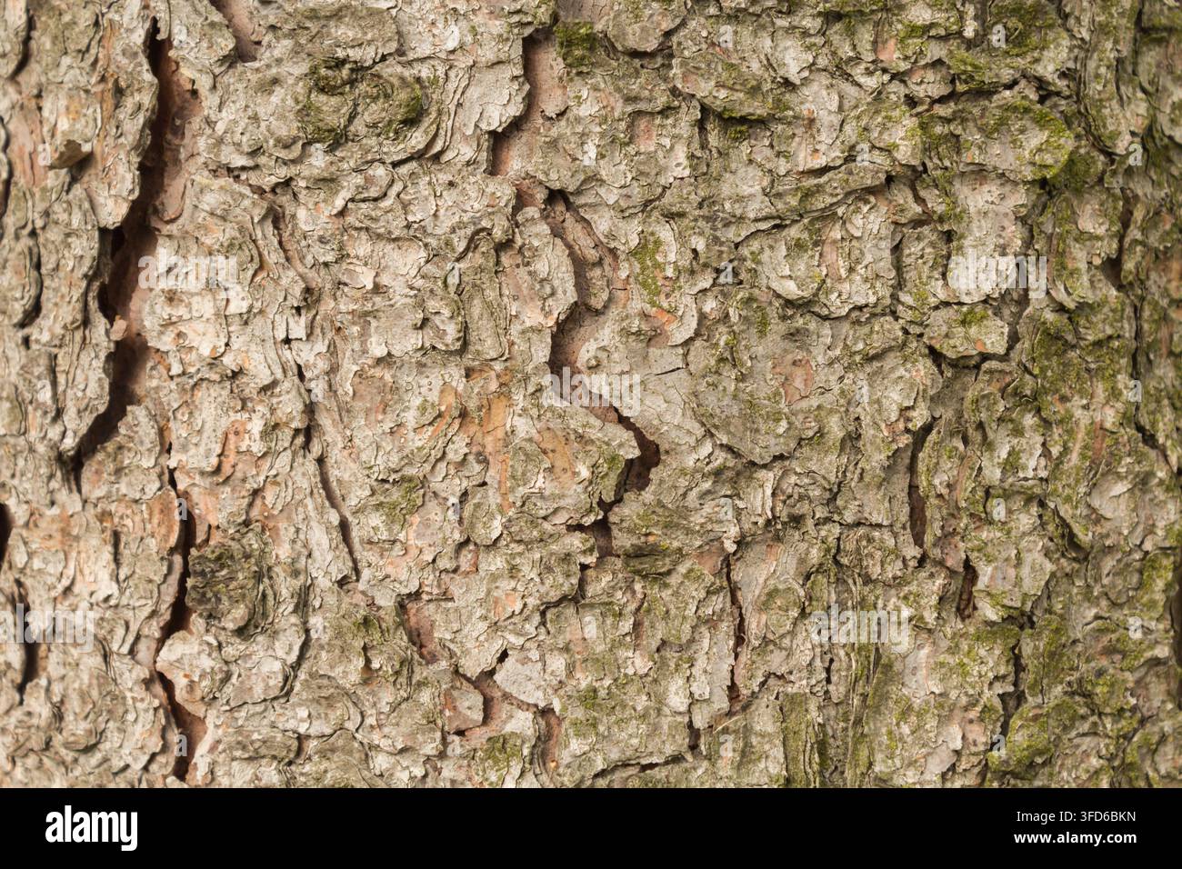 Close-up d'écorce de pin rugueuse avec des fissures naturelles et des motifs texturés Banque D'Images