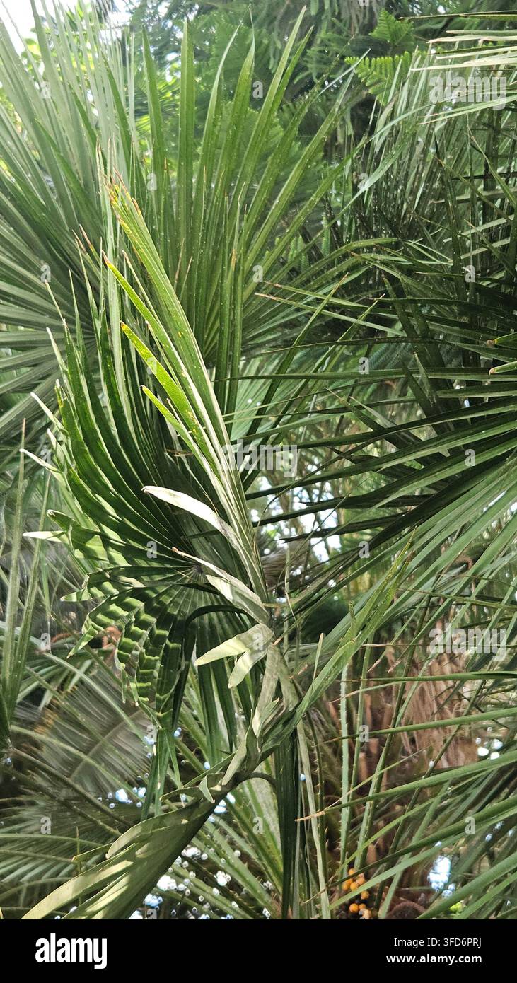Feuillage tropical dense de palmiers avec des feuilles en forme d'éventail, des frondes pennées et des fruits orange - Image de stock capturée avec un smartphone