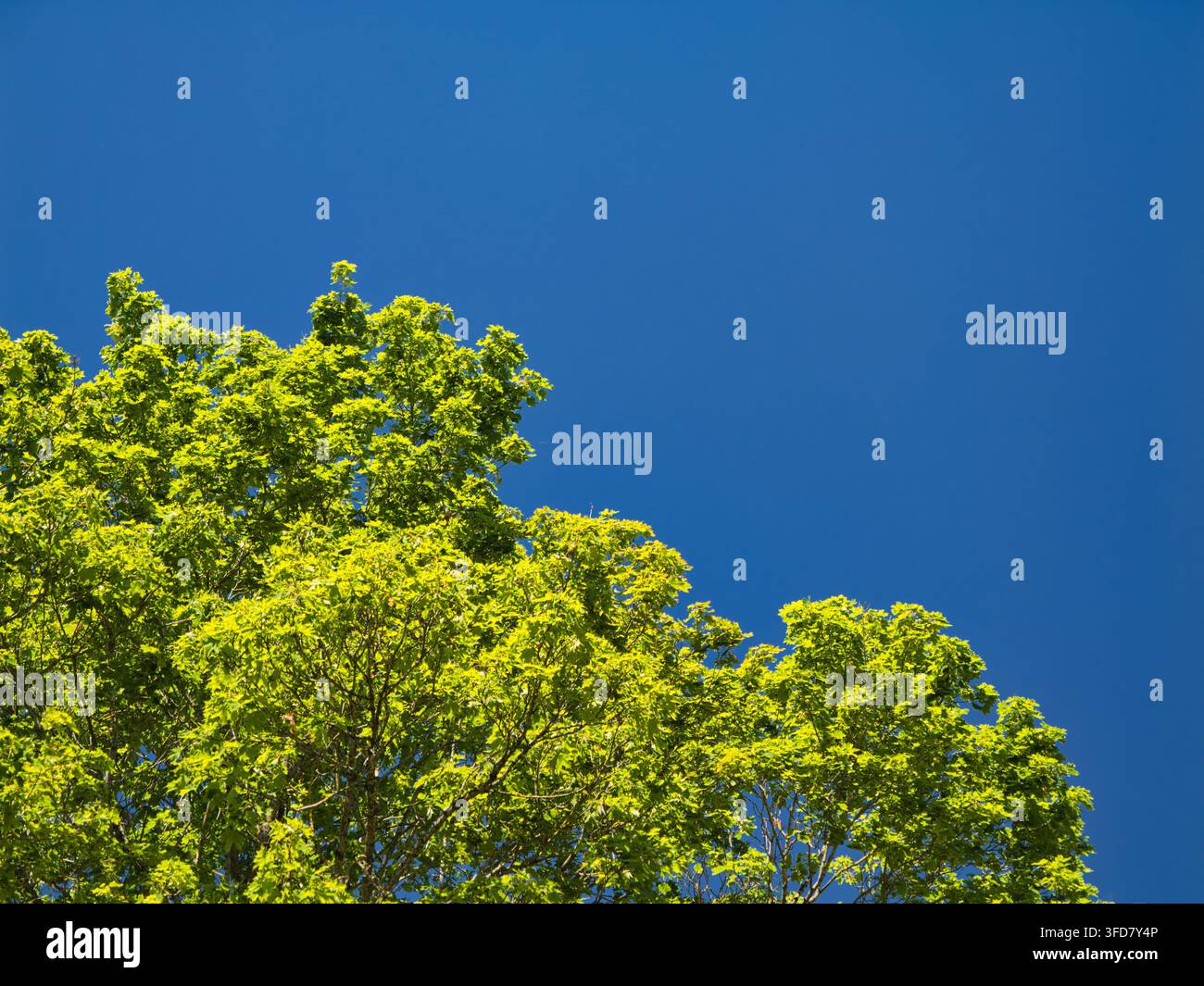 Une canopée d'arbres aux feuilles vert vif s'élève dans un ciel bleu clair et riche avec un espace de copie généreux et une ambiance estivale fraîche Banque D'Images