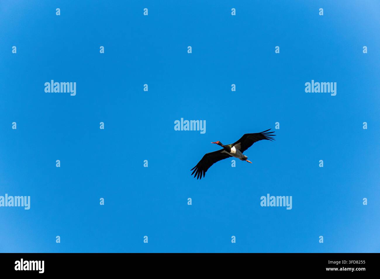 Une cigogne noire plane dans un ciel bleu clair, ses ailes noires luisantes ainsi que son bec et ses pattes rouges se détachant en contraste net. Banque D'Images