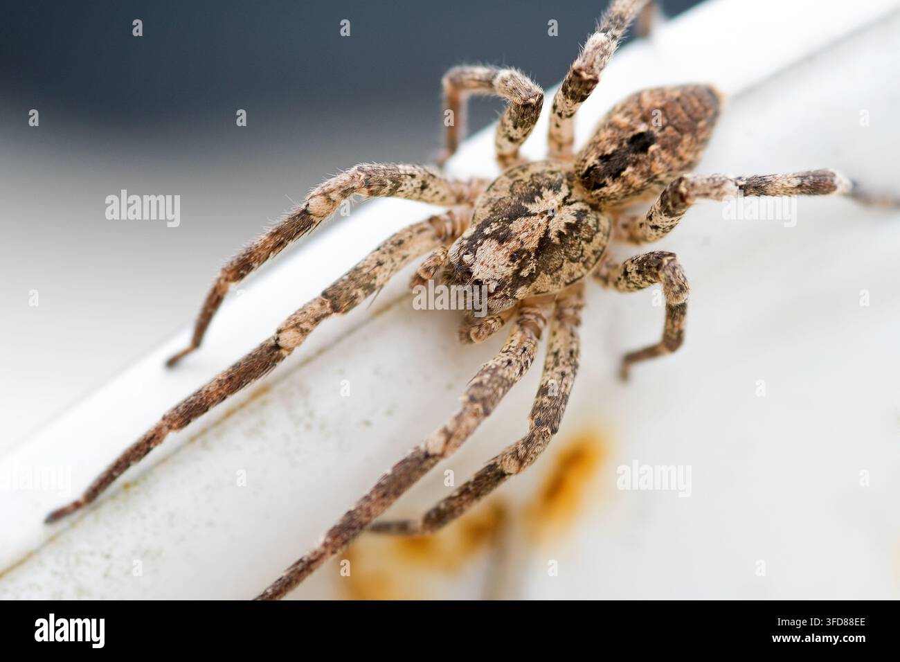 Araignée Nosferatu avec un motif de crâne sur le dos, sous une table de jardin blanche, macro Banque D'Images