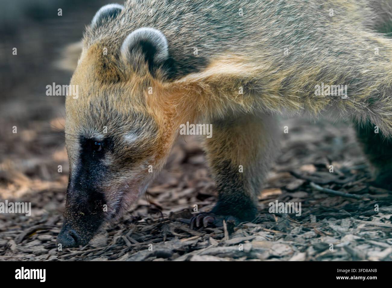 Coati d'Amérique du Sud cherchant de la nourriture au sol de la forêt Banque D'Images