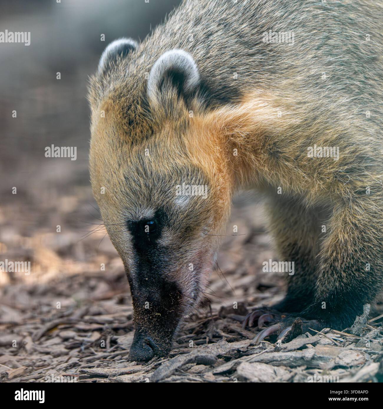 Coati sud-américain cherchant de la nourriture au sol Banque D'Images
