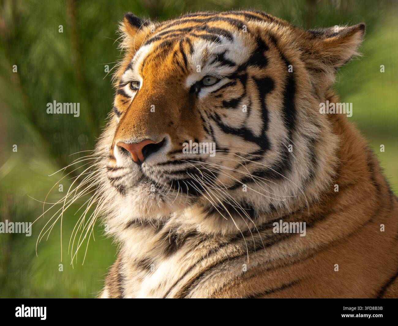 Portrait en gros plan d'un tigre de l'Amour regardant au loin Banque D'Images