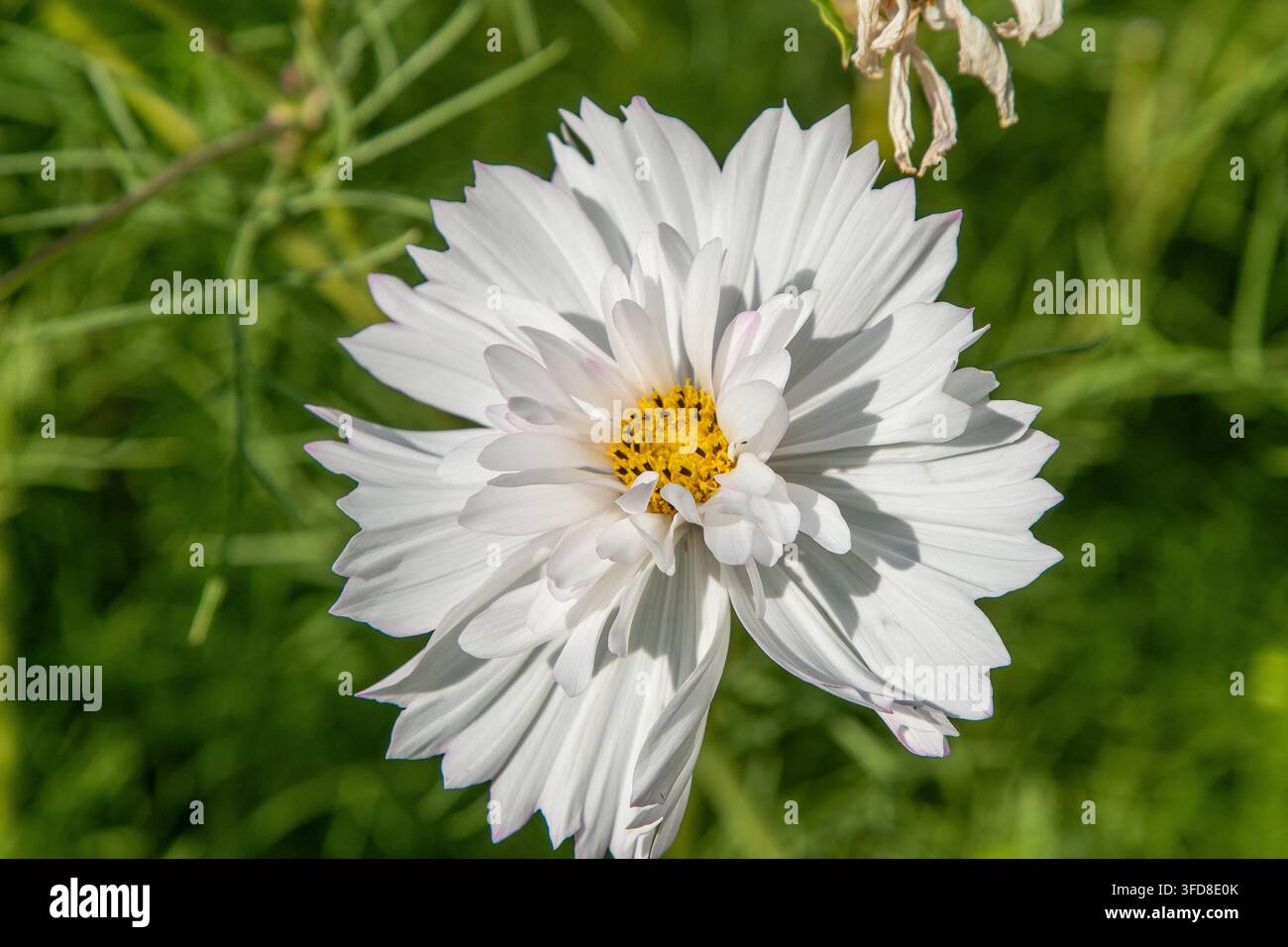 Fleurs de Cosmos blanches avec feuillage vert en arrière-plan floral. Bourgeon de pétale de fleur en éclosion. Banque D'Images