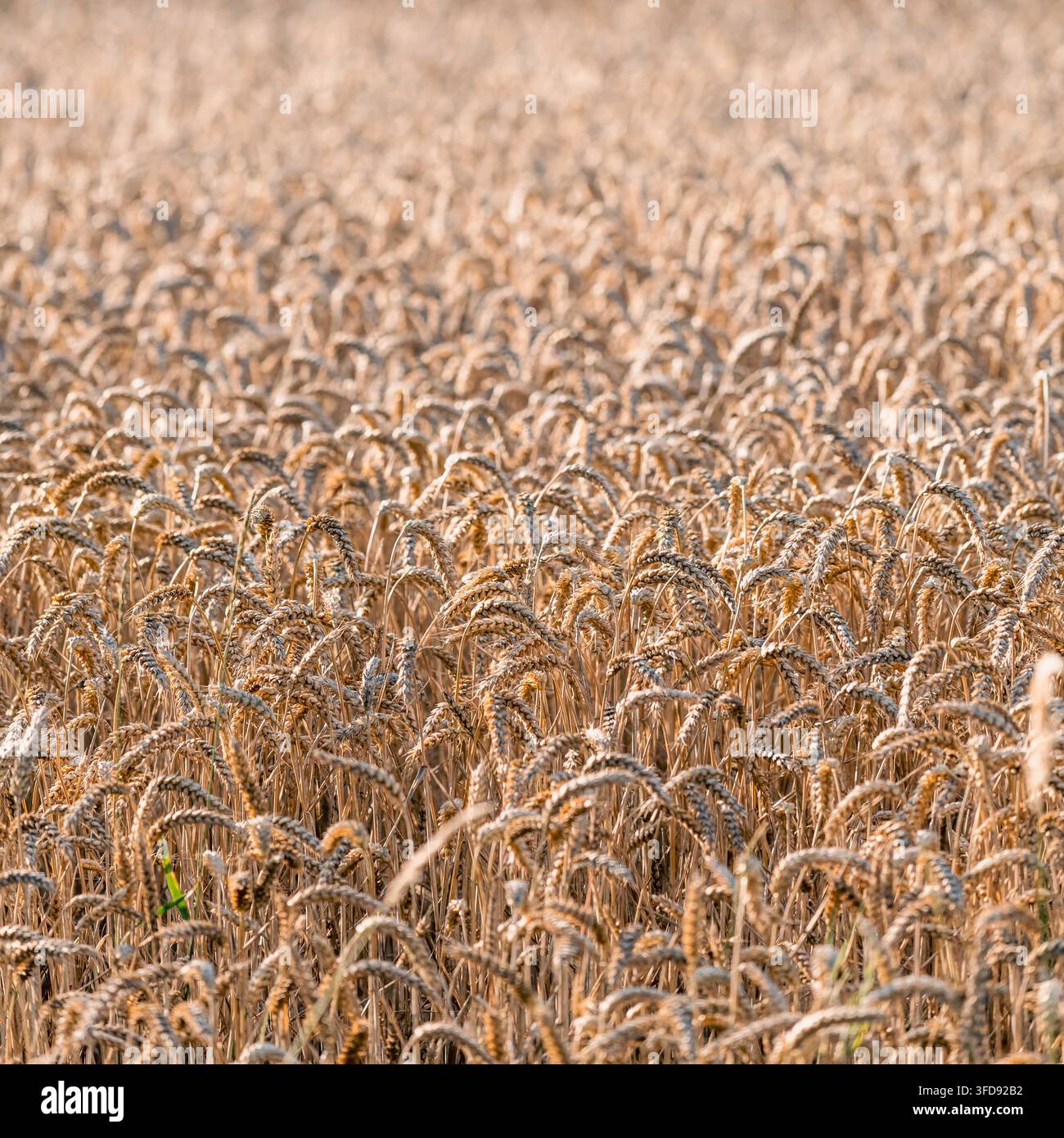 Les tiges sèches et mûres des céréales brillent dans des nuances d'or et d'ambre, bruissant doucement dans les rafales de vent chaudes occasionnelles Banque D'Images