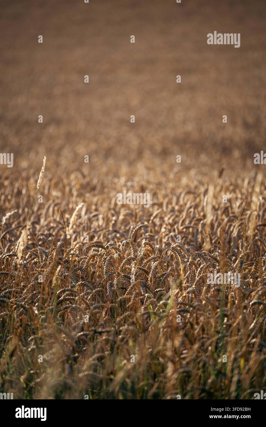 Les tiges sèches et mûres des céréales brillent dans des nuances d'or et d'ambre, bruissant doucement dans les rafales de vent chaudes occasionnelles Banque D'Images