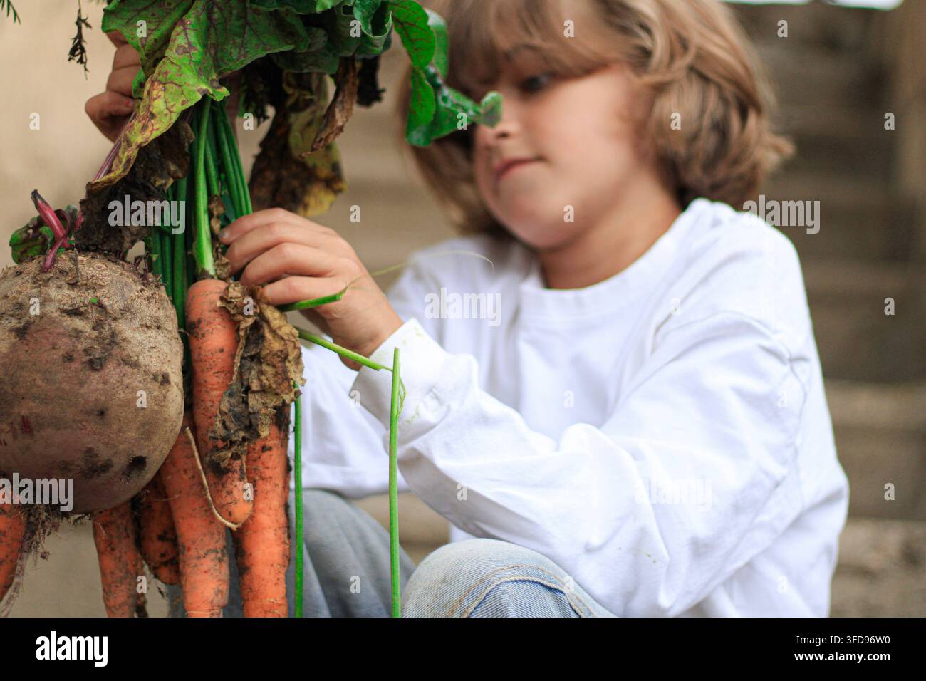 Garçon tenant la récolte fraîche du jardin de carottes et betteraves Banque D'Images