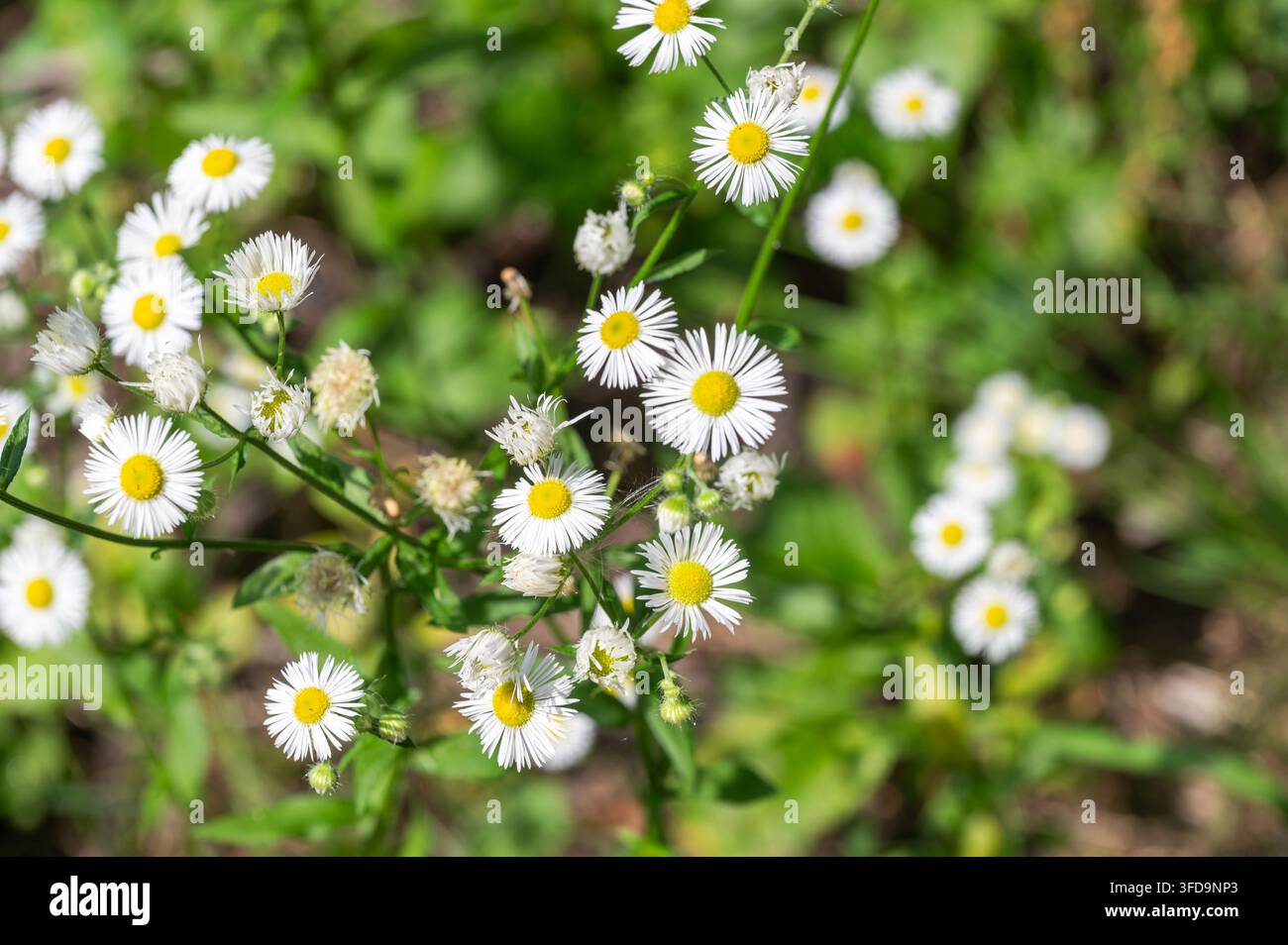 Fleurs de fleban blanc épanouies parmi un feuillage vert dans la nature Banque D'Images