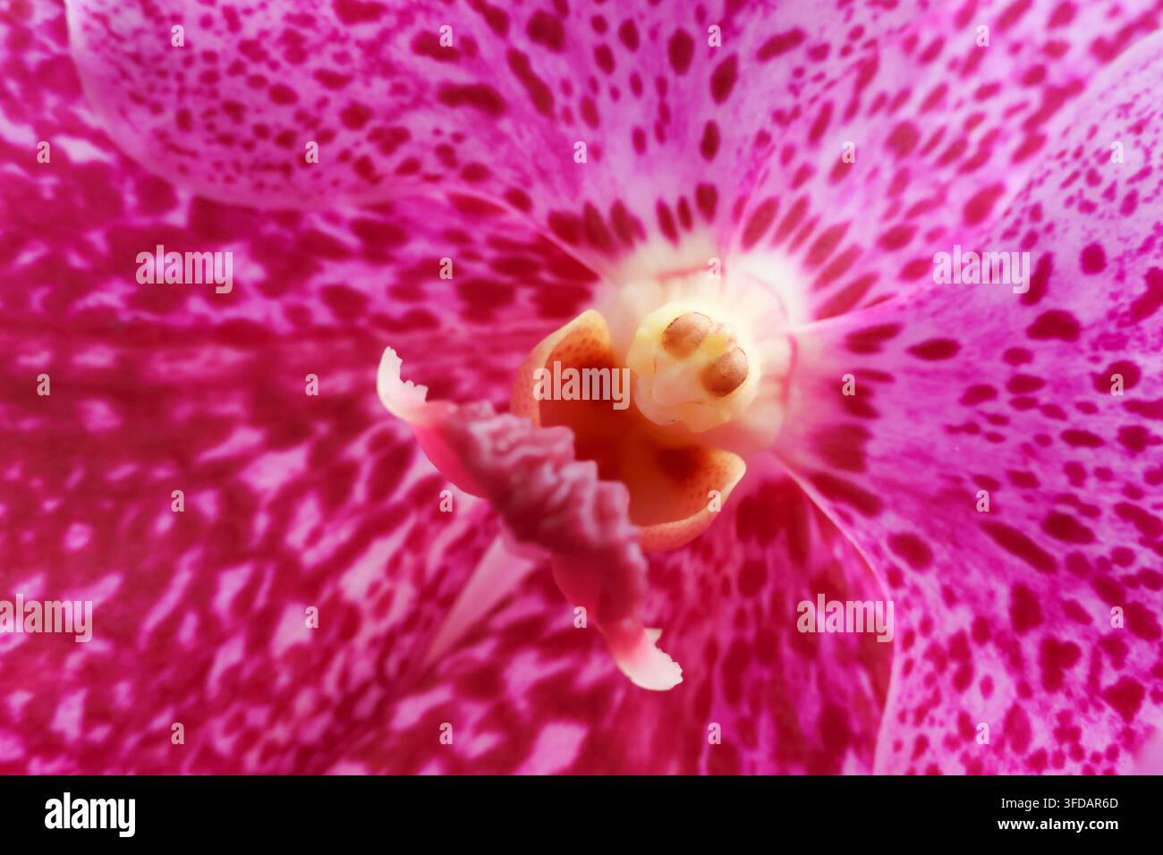 Un macro d'une fleur d'orchidée révèle un motif de pétales rose vif, une colonne orange et une structure reproductrice enroulée avec des détails botaniques complexes et une saturation intense Banque D'Images