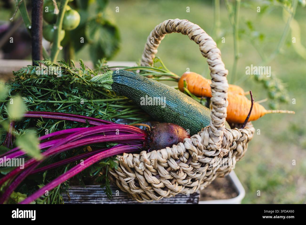 Récolte fraîche de légumes du jardin avec carottes, betteraves et courgettes Banque D'Images