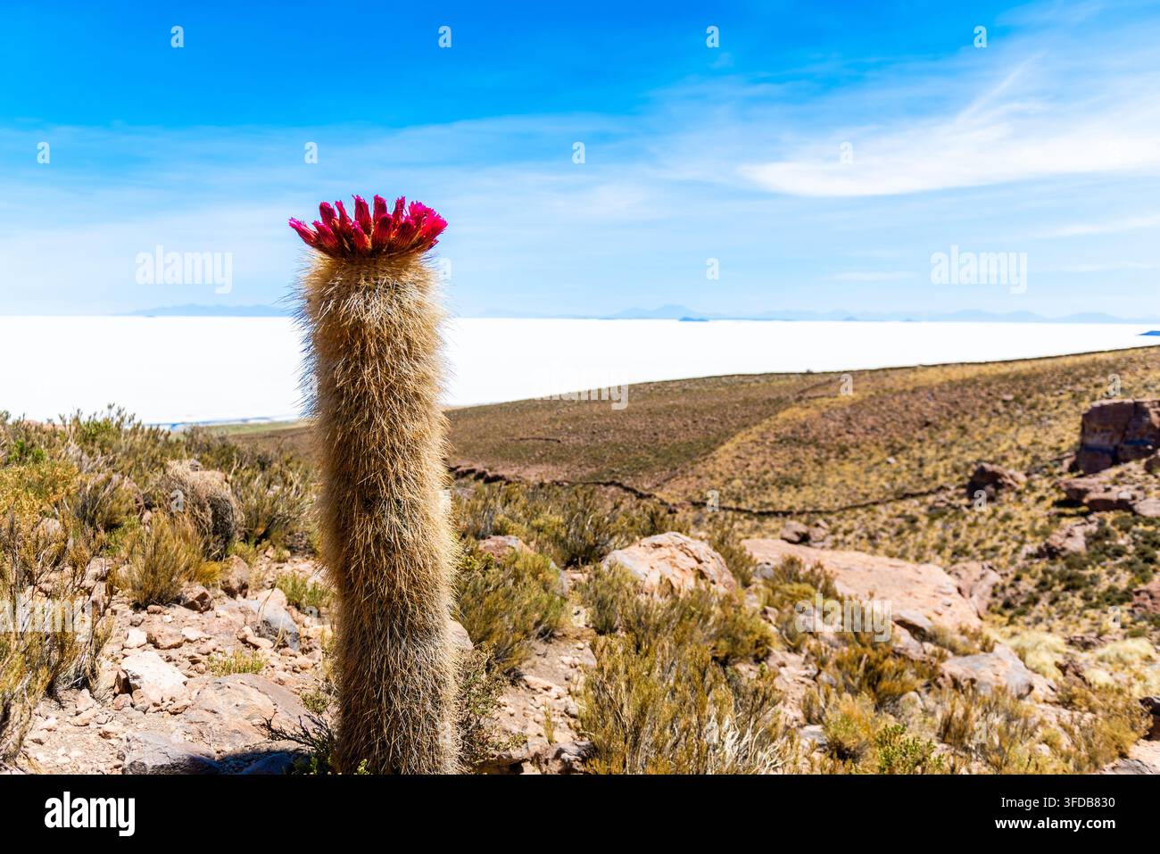 Cactus en fleurs sur l'île d'Incahuasi Salar de Uyuni Bolivie Banque D'Images