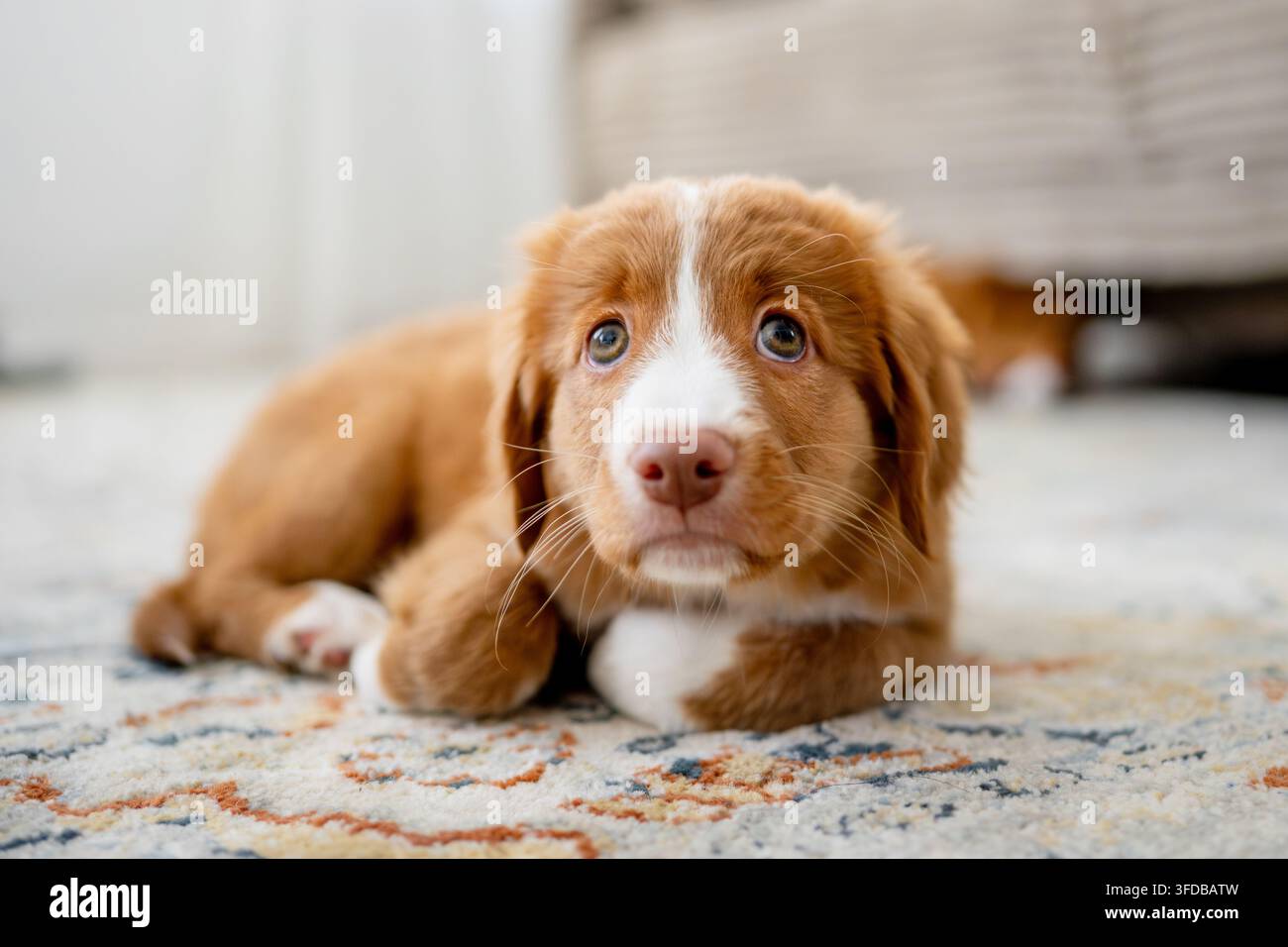 Toutouret retriever chiot allongé sur un tapis dans le salon Banque D'Images