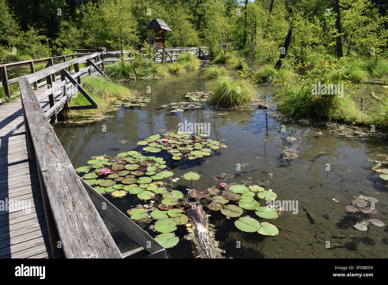 Promenade et nénuphars au sentier naturel Fényes à Tata, Hongrie... Banque D'Images