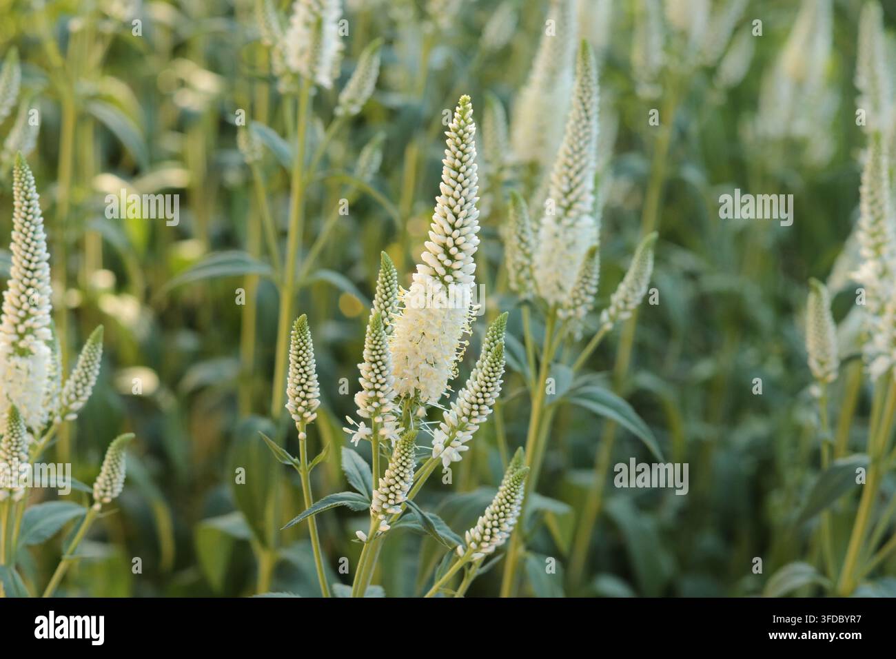 Inflorescences en épis blancs de Veronica longifolia fleurissant dans un jardin d'été Banque D'Images