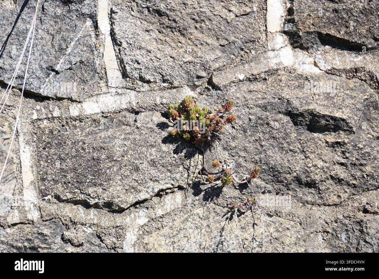 Close-up d'une succulente sur un mur de pierre Banque D'Images