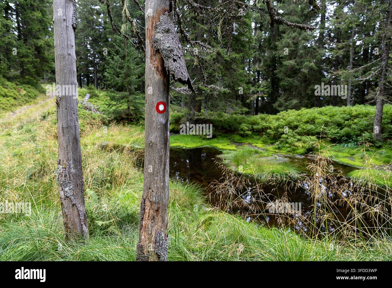 Un marqueur de sentier de randonnée rouge et blanc classique peint sur une souche d'arbre morte au bord d'un lac forestier immaculé dans un vieux bois d'épicéa magique, en Slovénie. Banque D'Images