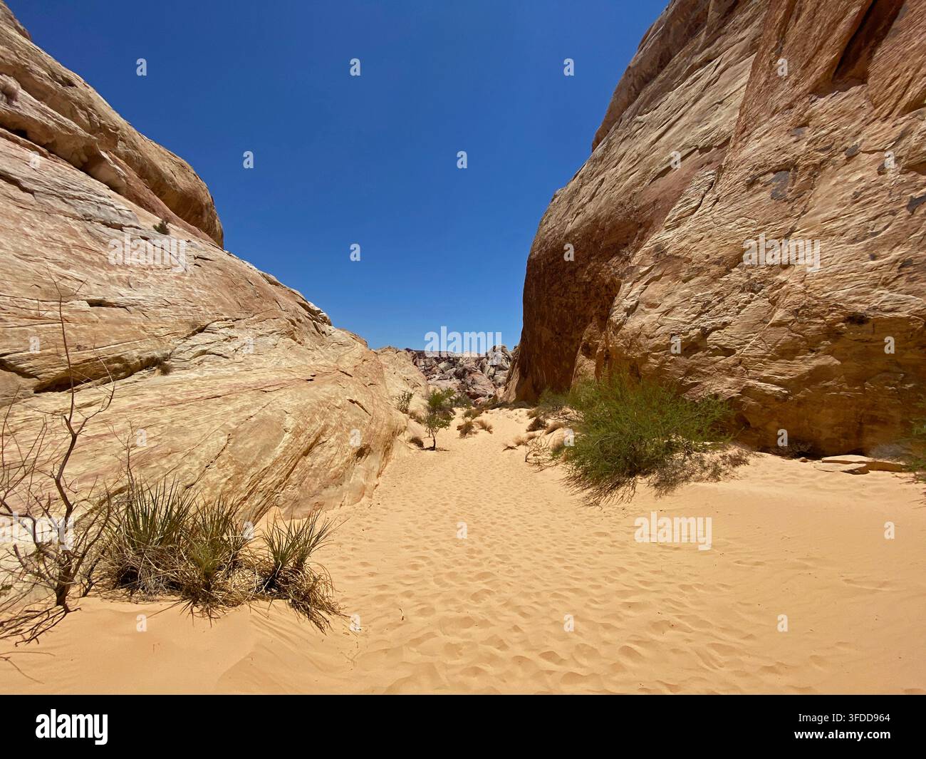 Un sentier sablonneux à travers le grès rouge aztèque et les formations rocheuses de calcaire beige, au départ du sentier White Domes, dans le parc d'État de Valley of Fire, Overton, Nevada - Image de stock capturée avec un smartphone