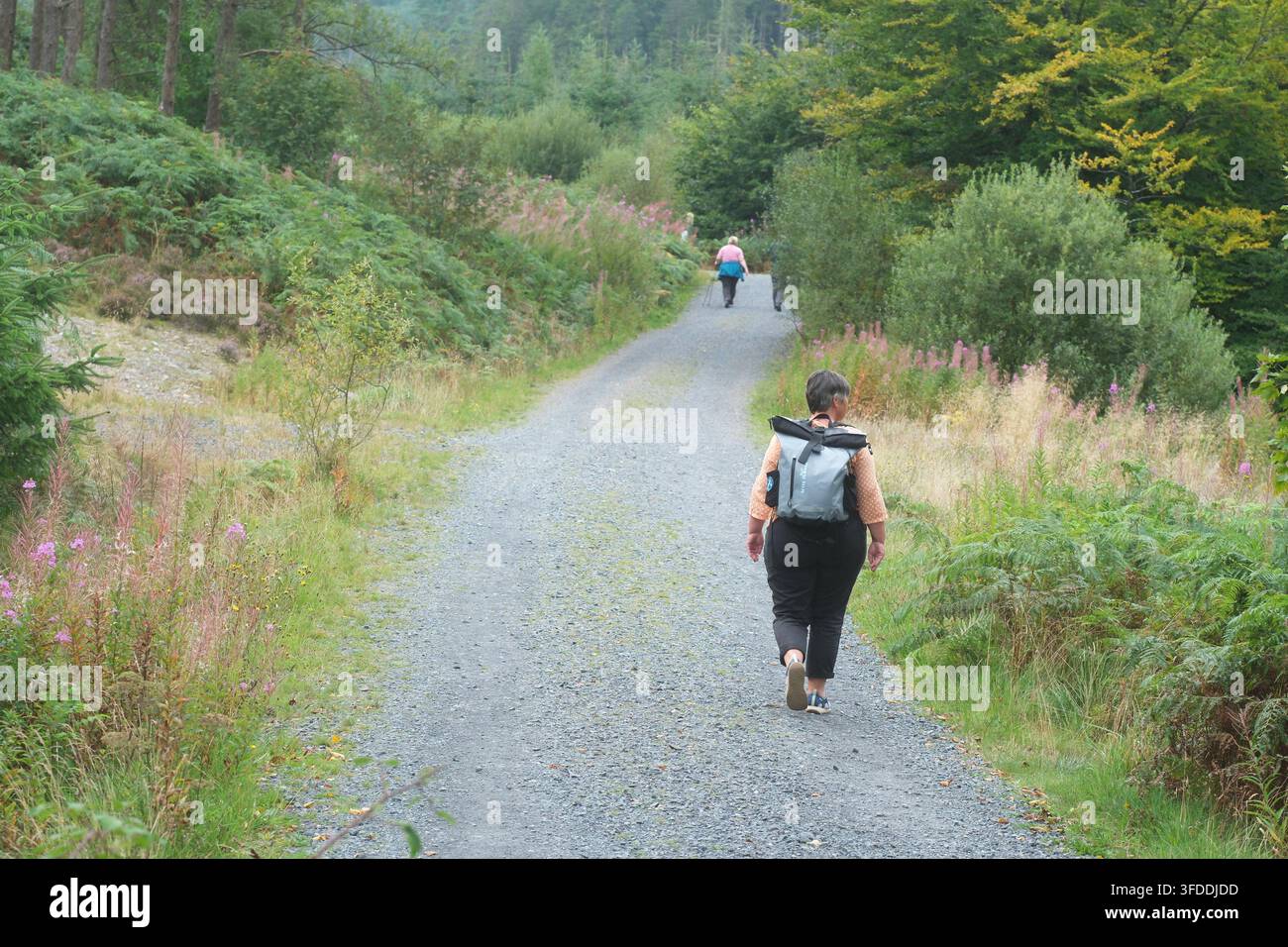Sentier de randonnée dans le Galloway Forest Park près de Black Loch au nord-est de Newton Stewart dans le sud-ouest de l'Écosse en août 2026 Banque D'Images