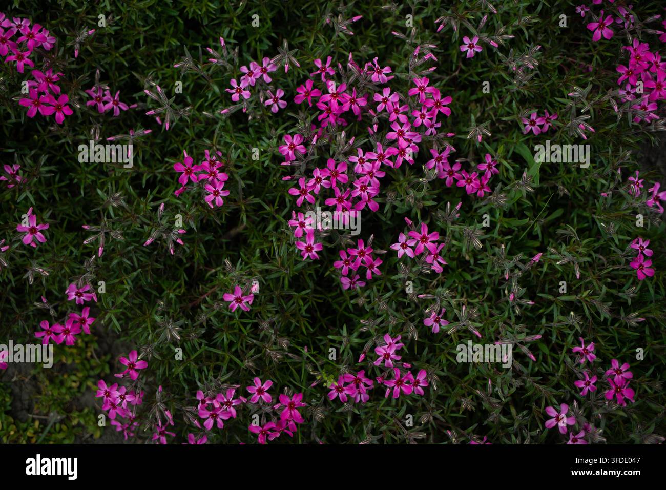 Fleurs Phlox subulata rose vives en pleine floraison au printemps Banque D'Images