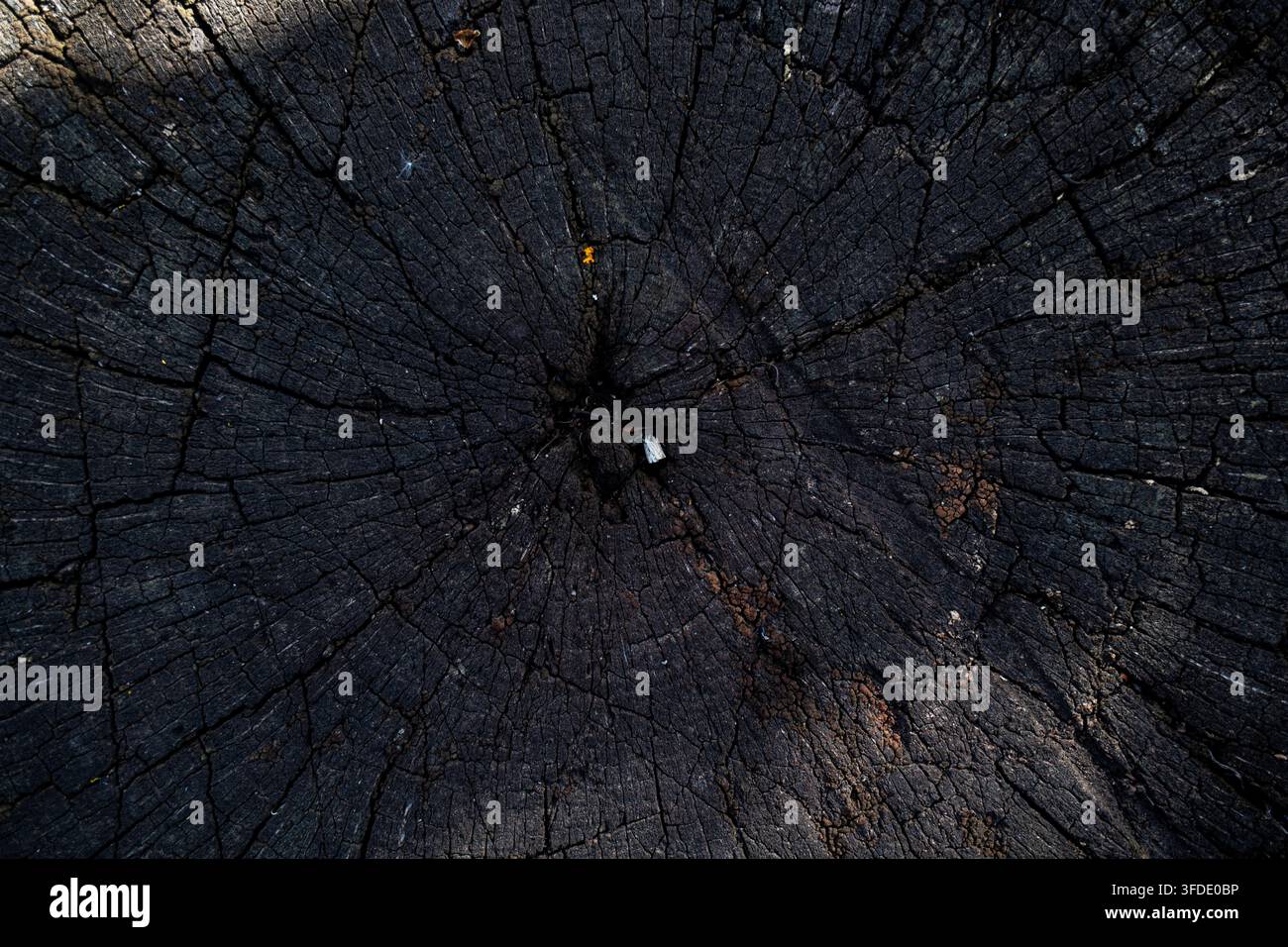 Grossissement d'un tronc d'arbre sombre et carbonisé avec des fissures concentriques profondes. La surface en bois texturée crée un motif abstrait rustique et un design rustique Banque D'Images