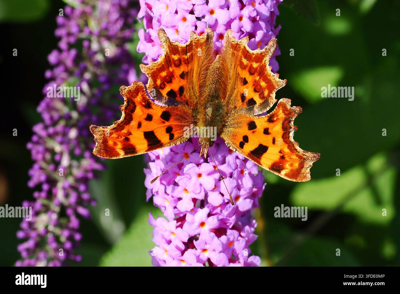 Papillon à la comète au repos Polygonia c-album Banque D'Images