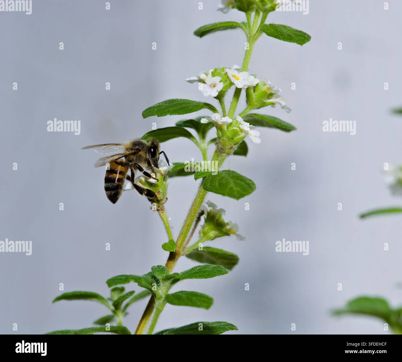 Photographie macro d'une abeille mellifère (Apis mellifera) cherchant de la nourriture sur un buisson d'origan en fleur avec des têtes de fleurs blanches délicates Banque D'Images