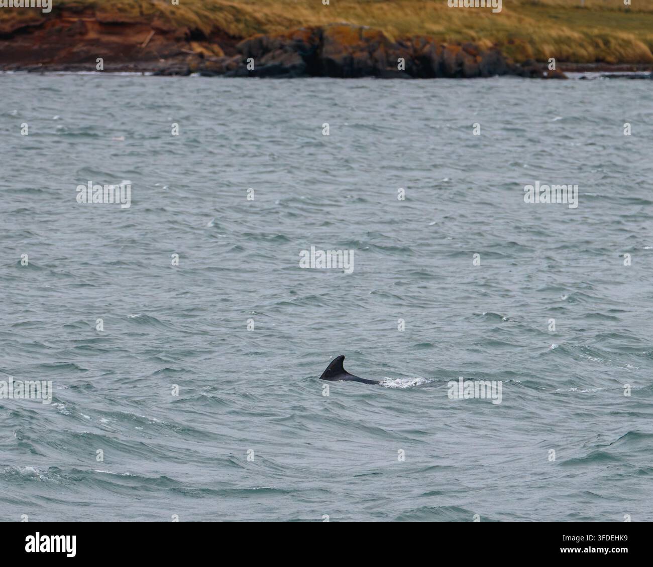 Vues de baleines bleues et de baleines de Minke surfant et se déplaçant dans l'Eyjafjörður près d'Akureyri, août 2026 Banque D'Images
